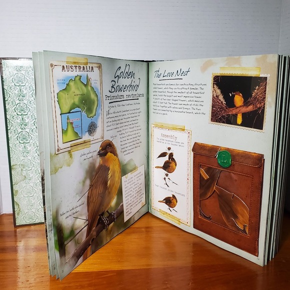 The Field Guide to Birds: Explore Southern Asia and Oceania (No Diorama) Book - Picture 7 of 14